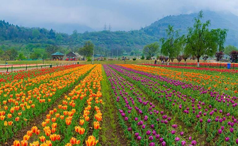 एशिया का सबसे बड़ा ट्यूलिप गार्डन पर्यटकों के लिए खुला|asia’s largest tulip garden  open for all