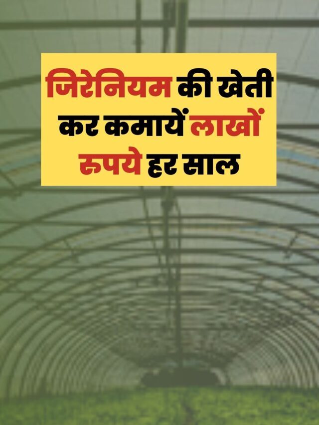 जिरेनियम की खेती कर कमायें लाखों रुपये हर साल